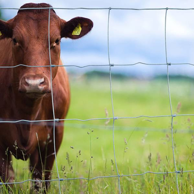 Top selling goat fence, cattle fence Hinge Joint 6ft 8ft galvanized field fence