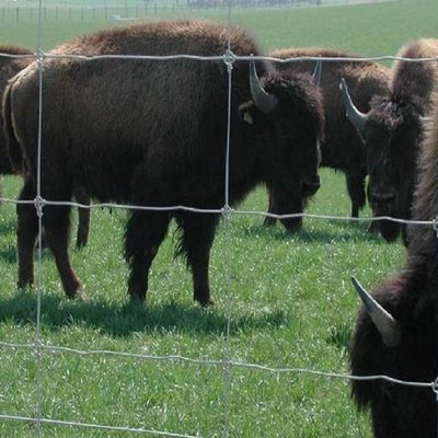 Top selling goat fence, cattle fence Hinge Joint 6ft 8ft galvanized field fence